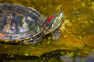 Fototapeta premium a red-eared turtle sits on a stone by the water with its head raised