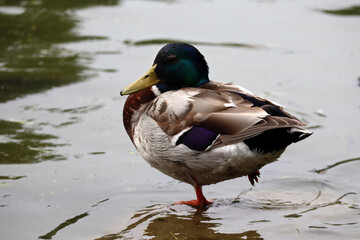 Duck on the water in cold cloudy weather