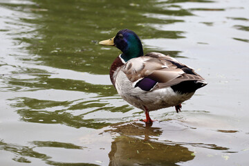 Duck on the water in cold cloudy weather