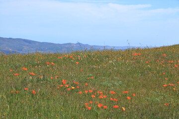 California Poppies blooming in the Las Trampas hills of Northern California