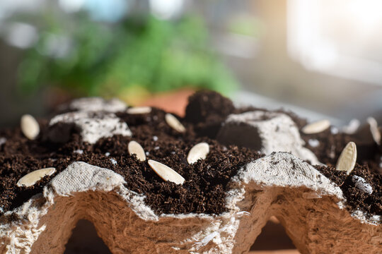 Closeup Seeds On Top Of Soil In Biodigradable Egg Carton Container