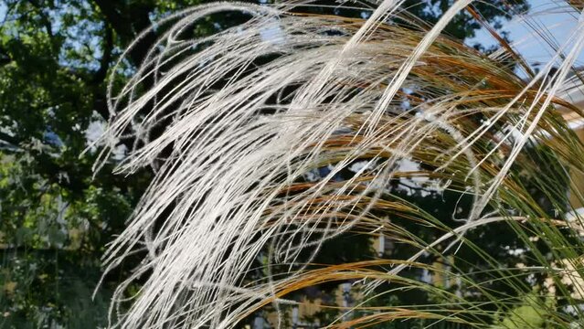  Feather grass pubescent ( lat. Stipa dasyphylla ) in garden