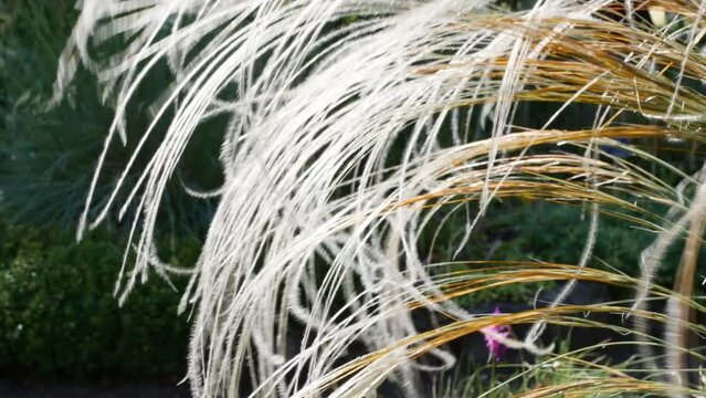 Feather grass pubescent ( lat. Stipa dasyphylla ). Ornamental grasses and cereals in the herb garden.
