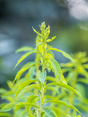 Young plants with green fresh shoots of Spiraea salicifolia