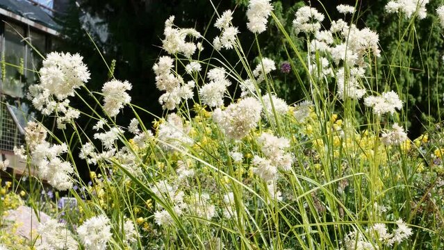 Luzula nivea Blanc White in garden