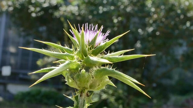 Milk thistle (lat. Silybum marianum) close up