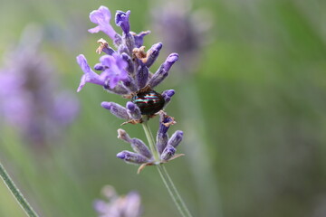 a shiny striped rosemary beetle sits at a purple lavender flower closeup in a garden in springtime