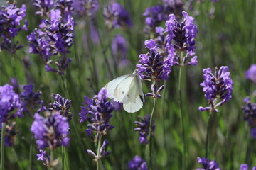 a white cabbage butterfly is feeding on nectar at a purple lavender plant