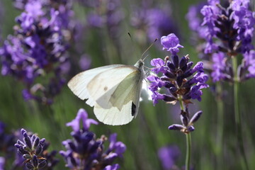 a white cabbage butterfly sits at a purple lavender flower closeup in the garden in springtime