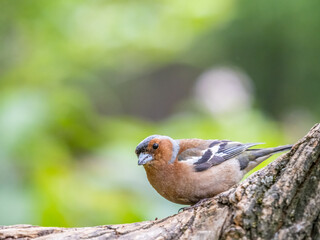 Common chaffinch, Fringilla coelebs, sits on a tree. Common chaffinch in wildlife.