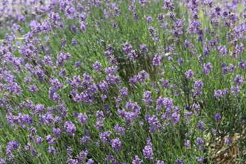 Obraz premium top view at a big lavender plant with purple flowers and a green stem closeup