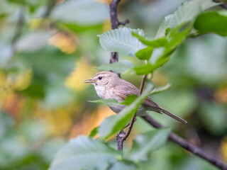 Common chiffchaff, lat. phylloscopus collybita, sitting on branch of bush in spring and looking for food