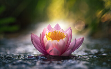 pink water lily or lotus flower on water - obrazy, fototapety, plakaty