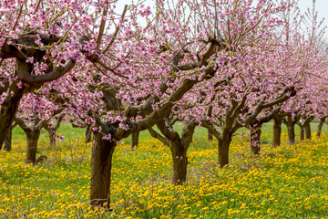 Blühende Pfirsichbäume (Prunus persica), Südpfalz - obrazy, fototapety, plakaty