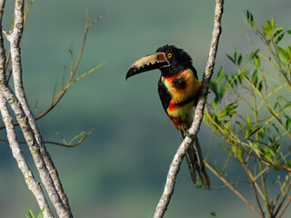  Collared Aracari toucan perched on tree branch