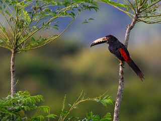  Collared Aracari toucan perched on tree branch