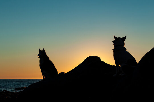 two husky dogs silhouette sit  at sunset on coast of Gulf of St Lawrence in Gaspe Peninsula, Quebec,Canada