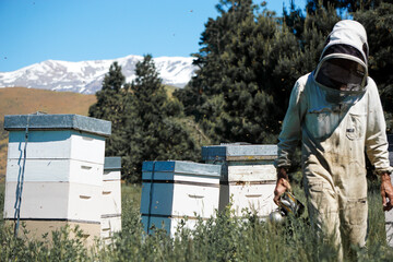 Beekeeping | New Zealand