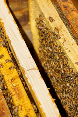 Bees on honeycomb