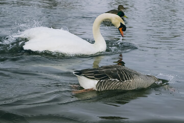 gray goose and mute swan