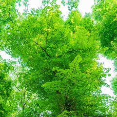 Fototapeta premium Trees in the forest