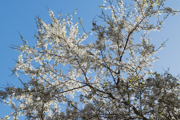 blossoming tree