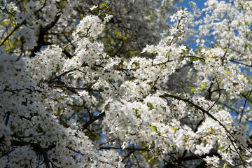 blossom in spring