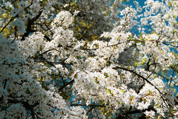 blossoming tree