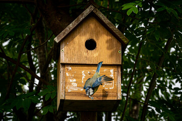 Fototapeta premium Blue tit bird, cyanistes caeruleus, flying away from nest box with fecal sac in beak
