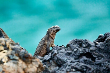 Marine Iguana