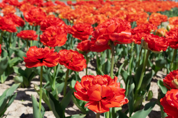 red flowers