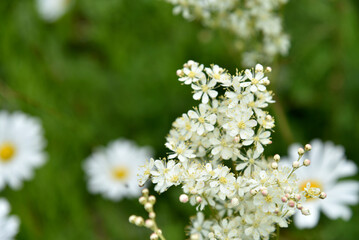 White flowers Common meadowsweet or common Laburnum in summer