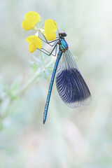 Niebieska ważka Świtezianka - Calopteryx splendens © Iwona