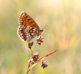 Butterfly- Melitaea athalia © Iwona