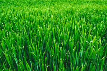 green grass background