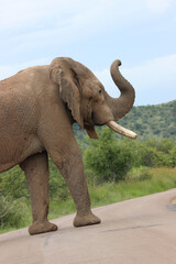 African elephant smelling the air, Kruger National Park, South Africa 