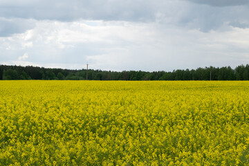 field of yellow flowers