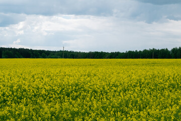 Obraz premium field of rapeseed