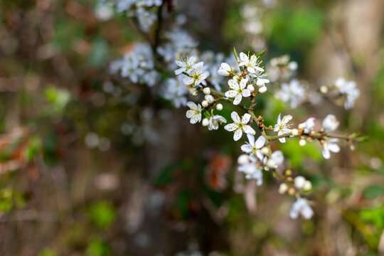 White tree blossom in April