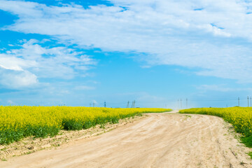 rapeseed field