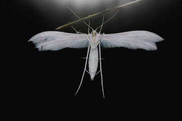 Owad - Pterophorus pentadactyla