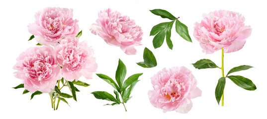 Set of pink peonies isolated on white. Pink flowers with leaves on white background - obrazy, fototapety, plakaty