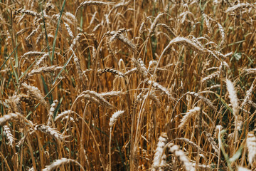 field of wheat