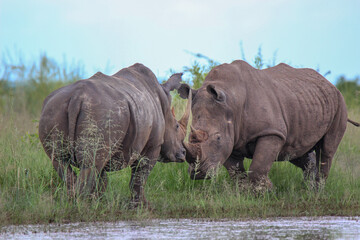 Two white rhino bulls, Kruger National Park, South Africa