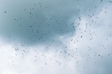 birds in the sky