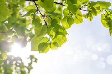 Tree branch with leaves in front of blue sunny sky