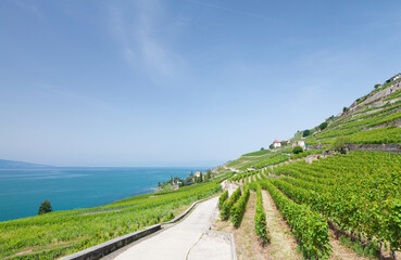 Fototapeta na wymiar Beautiful sunny landscape with vineyards near lake