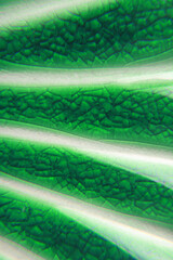 close up of green color glass macro background