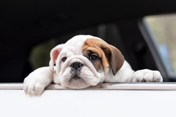 Cute English bulldog puppy in the car. Portrait. Pets