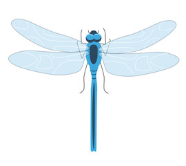 Illustration of dragonfly isolated on white background. 